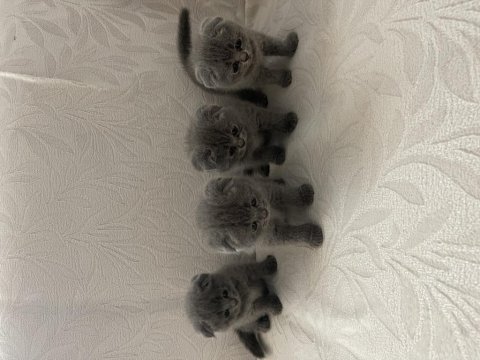 Disi ve erkek yavrularimiza yuva ariyoruz