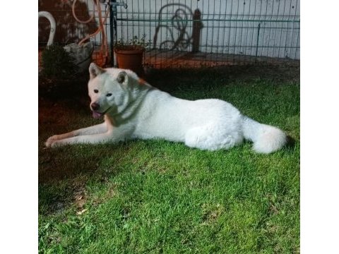 Akita inu köpeğimiz için ulaşın