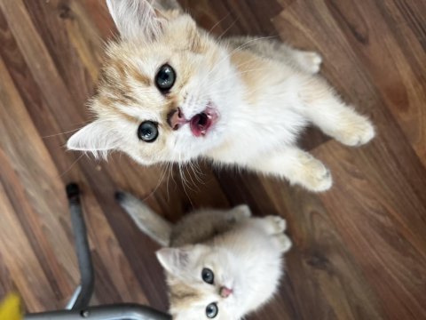 Golden british shorthair yavrular