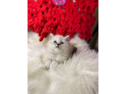 Bembeyaz british longhair kar tanelerim sahiplerini bekliyor