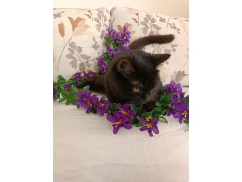 Kehribar göz siyah dişi british shorthair