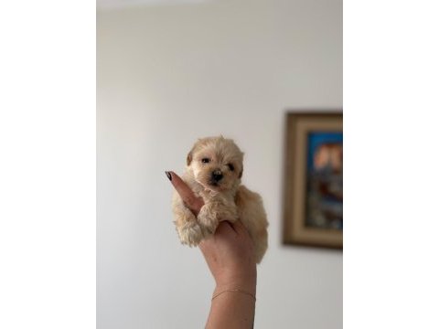 Teacup maltıpoo yavrularımız
