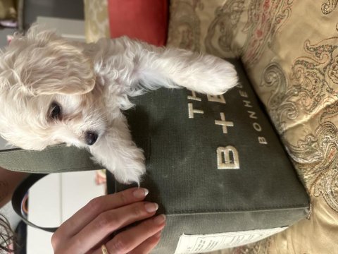 Maltese terrier