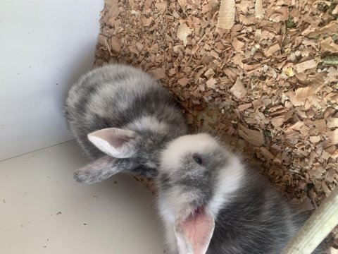 Küçük minik tavşan yavrular
