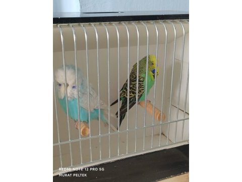 Show jumbo muhabbet kuşlar