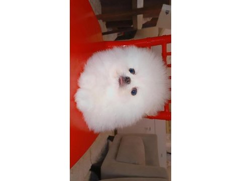 Mükemmel kalitede bir yavru ultra mini boy pomeranian