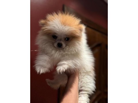 65 günlük pomeranian boo yavrularımız sağlıklı ırk
