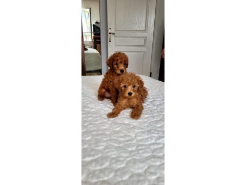 Orjınal poodle yavruları