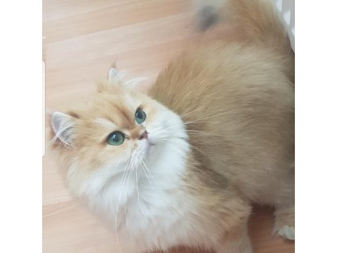British longhair kedimiz