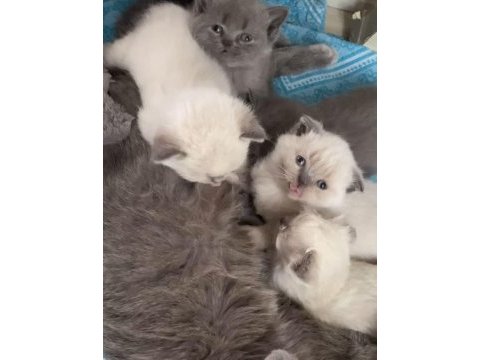 Temiz bakımlı scottish fold yavrularımız