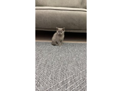 Dişi british shorthair yavrumuz