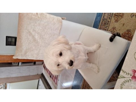 Orijinal malta maltese terrier yavrular