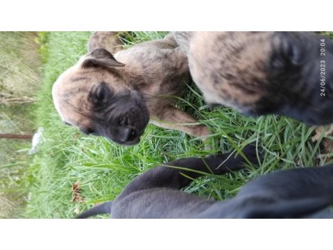 Avrupa standartlarında a şecereli danua yavrular