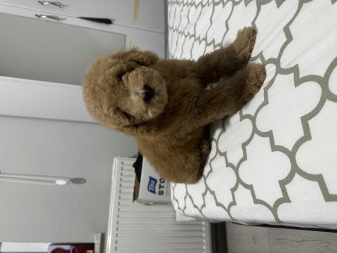 4 aylık toy poodle