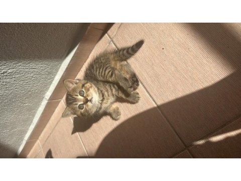 Irkının hası british shorthair