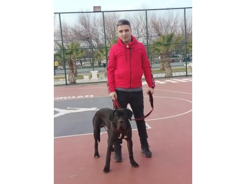 Cane corso 11 aylık