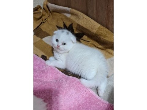 Küçük minnoş kedim