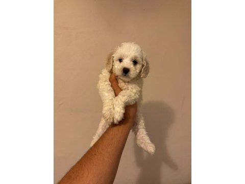 Kg garantili maltipoo yavrularımız