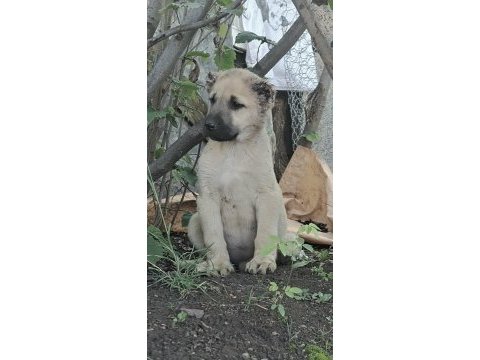 Dişi erkek 2 adet kangal köpeği