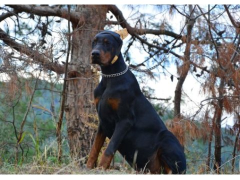 A class fcı kıf şecereli doberman son yavru