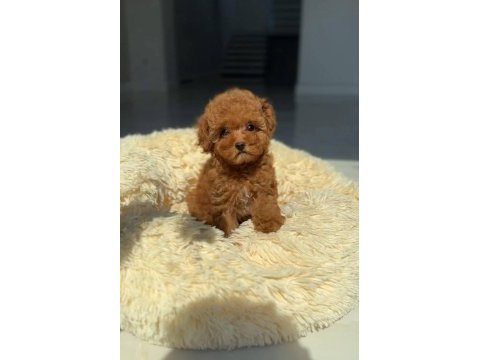 Aşılı pasaportlu toy poodle yavrular