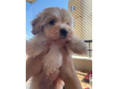 0 boy maltipoo