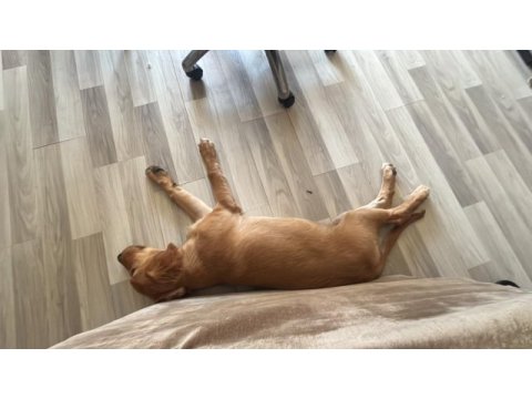 6 aylık golden retriever erkek
