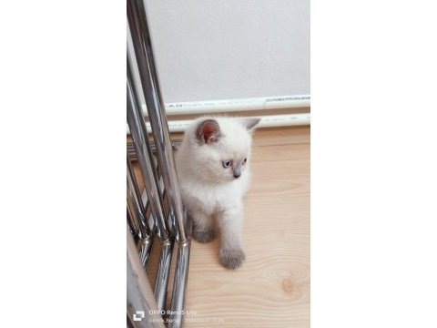 Ev ortamından a kalite blue point british shorthair yavrular