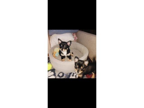 2 aylık çiş pedi eğitimli chihuahua