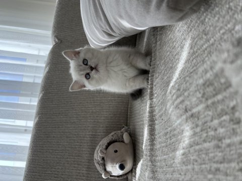 Sevgiyle büyütülmüş british shorthair yavrular