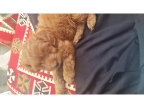 Maltipoo yavrumuz
