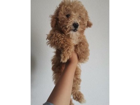 Toy poodle 3 aylık dişi