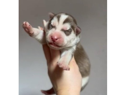 Üst kalite, nadir renkli siberian husky bebekler