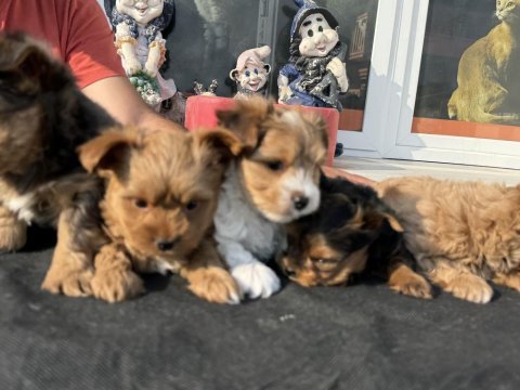 Petmode köpek çiftliğinden tea cup morkie yavrular