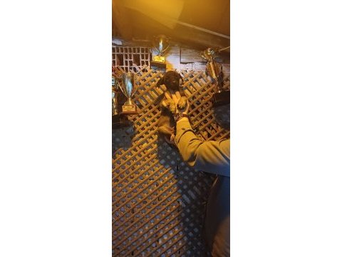 Sağlam kan hattı iri malinois oğlanlar