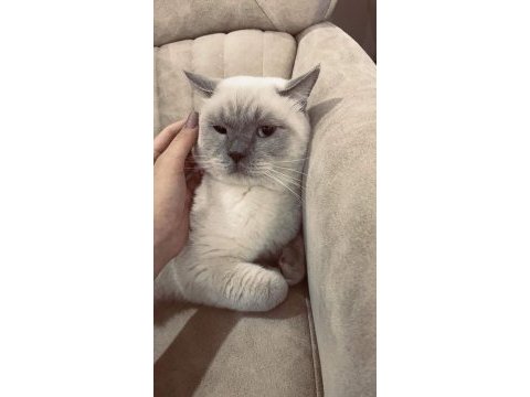 British shorthair eyes blue kedi