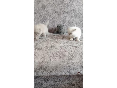 Orjinal oyuncu scottish fold bebekler sizleri bekliyor