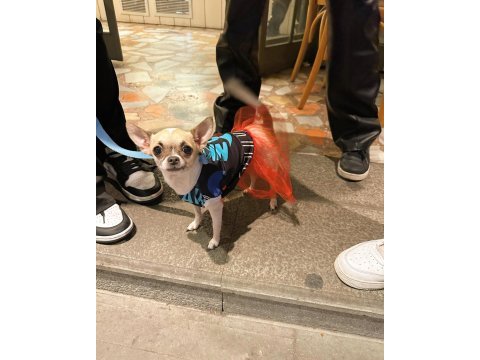9 aylık dünyalar güzeli chihuahua