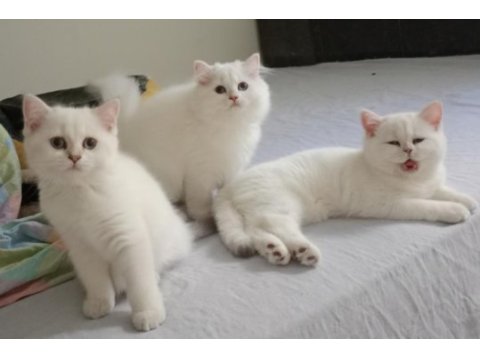 3 bucuk aylık dısı brısth shorthaır kardesler