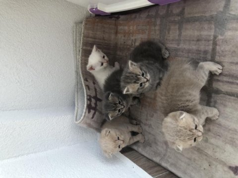 45 günlük sağlıklı cins yavru kediler ve anne