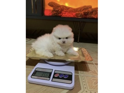Pomeranian boo mikro mini boy dişi