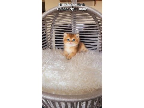 British shorthair golden ny11 erkek