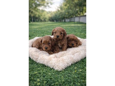 A kalite gerçek orjinal cavapoo yavrular