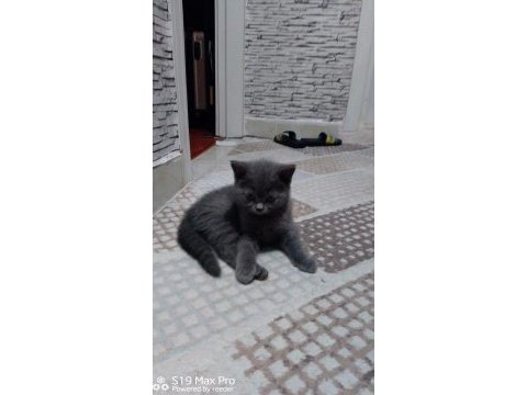 British shorthair ayıcık suratlar