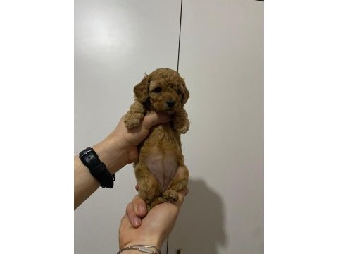 Rezerveye açık toy poodle yavru