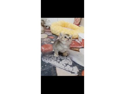 Top kafa safkan british kızımız