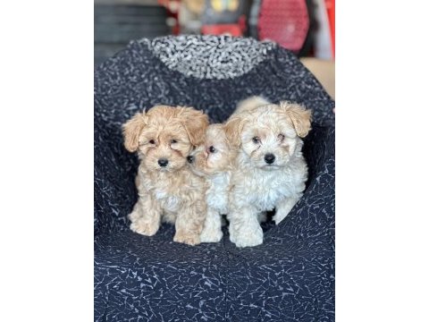 Maltipoo yavrular