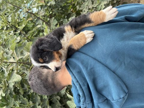 Bernese yavrularımız
