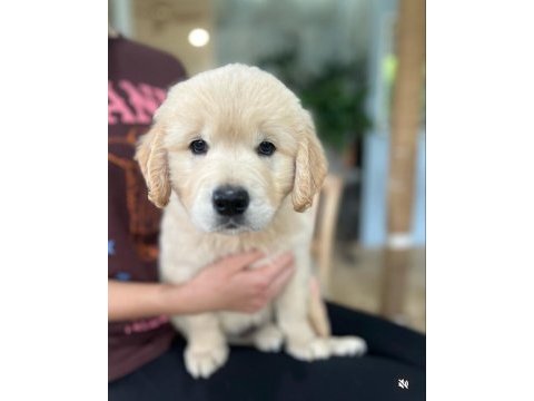 En sadık dost dişi golden retriever yavrumuz