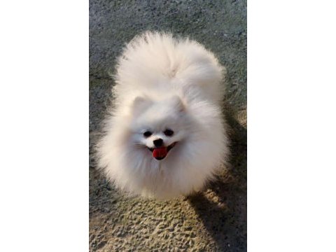 Es ılanı sut beyaz pomeranian